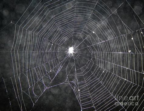 spider web  night photograph  phil perkins fine art america