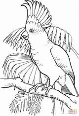 Coloring Cockatoo Pages Bird Drawings Printable Crested Outline Parrot Sulfur Supercoloring Adult sketch template