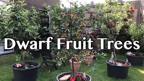 growing dwarf fruit tree update  gardening