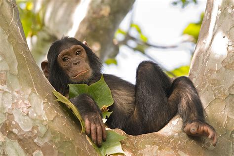 chimpanzee san diego zoo animals plants