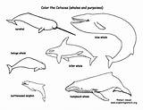 Coloring Whales Cetacea Dolphins Exploringnature sketch template