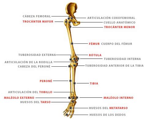 Pin De Miguel Jiménez En Piernas Legs Huesos De La