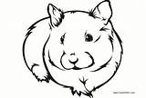 Guinea Pig Pages Adult Coloring Print Template sketch template