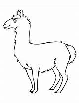 Llama Outline Template Bulletin Coloring Poster Board Followers sketch template