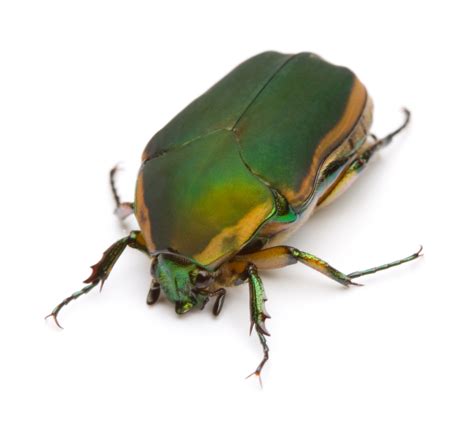 beetles     tomlinson bomberger