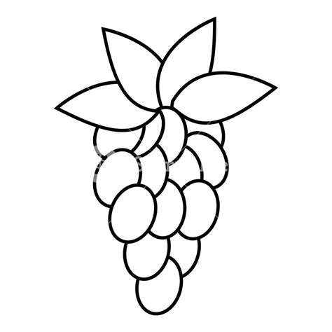 grapes  drawing    clipartmag