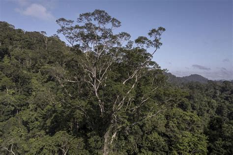 wetenschappers bereiken na drie jaar en vijf expedities hoogste boom van amazonegebied het