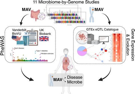 microbiome  human genetic variants impact phenome wide