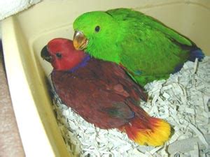 vosmaeri eclectus