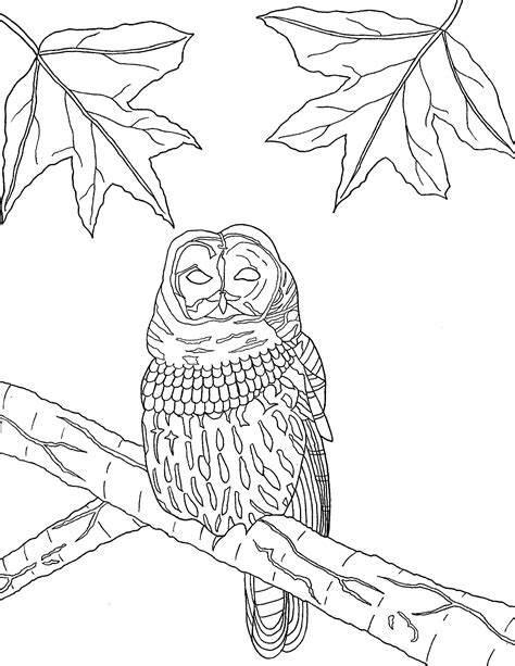 barred owl   print coloring page  etsy