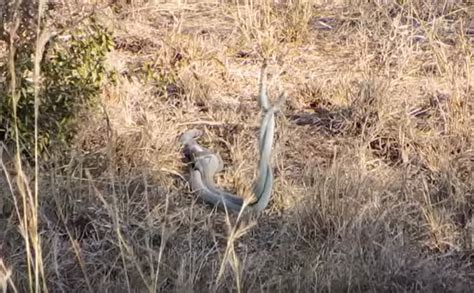 Video Black Mambas Mating Or Fighting Africa Geographic