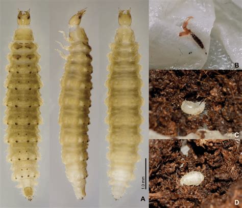 laccobius kunashiricus shatrovskiy    instar larva