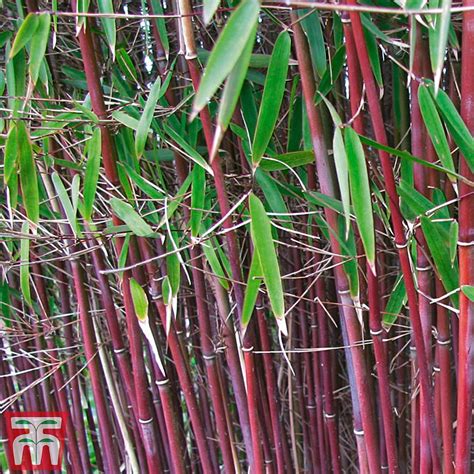 umbrella bamboo asian wonder plants thompson and morgan