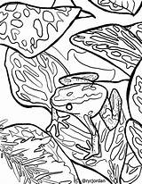 Frog Dart Poison sketch template
