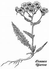 Maine Wildflowers sketch template