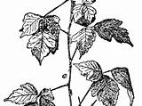 Poison Ivy Radicans Toxicodendron Eastern Sagebud Pd License Credit Own Work Old sketch template