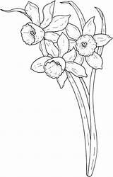 Coloring Daffodil Flower Stem Pages Template Templates Color March Daffodils Size sketch template