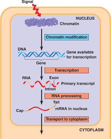 Chapter 18 Regulation Of Gene Expression