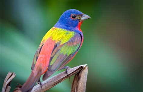 give    birder  color  pattern bird academy