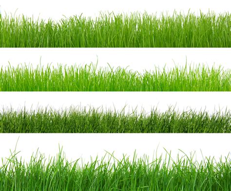 pop quiz  type  grass     kansas city lawn