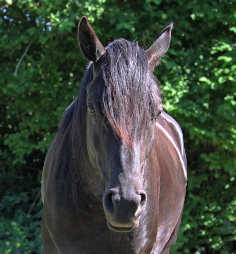 der schwarze hengst foto bild reportage dokumentation tiere