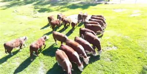 farmers  drones  sell  cattle sbs news
