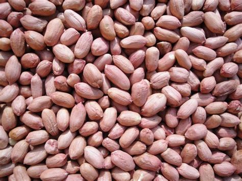 amazing health benefits  eating groundnuts