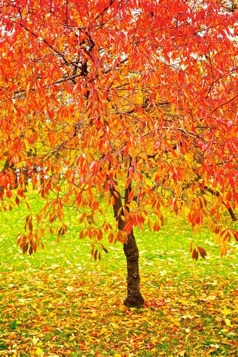 bright red fall leaves stock photo image  autumn stem