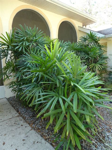 lady palms  florida real estate chronicleonlinecom