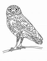 Owl Coloring Pages Burrowing Printable Horned Great Drawing Owls Potter Harry Color Elf Clipart Realistic Kids Print Designlooter Barred Printables sketch template