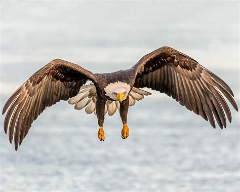 bald eagle  flight images bald eagle flying  front  moon wings