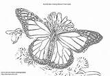 Coloring Butterfly Monarch Pages Flower Print Kids Adults Animals Popular Comments sketch template