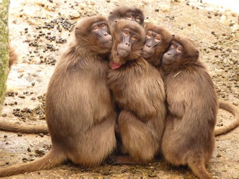 monkey huddled  outdoor  daytime  stock photo