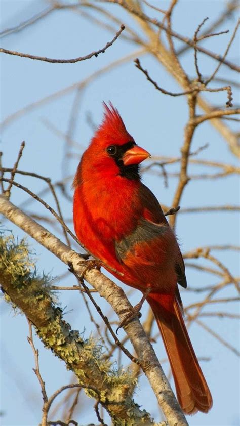 red cardinal images