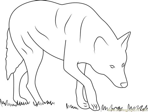 red wolf albany chehaw coloring page  kids  wolf printable