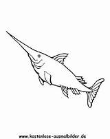 Schwertfisch Fische Ausmalbild Ausmalen Kostenlose Zeichnen sketch template