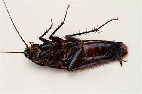 smoky brown cockroach california tenant law