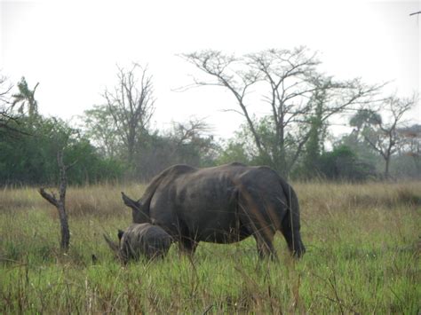 rhino sanctuary grade