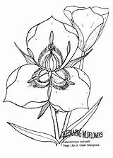 Lily Sego Wildflower Utah sketch template