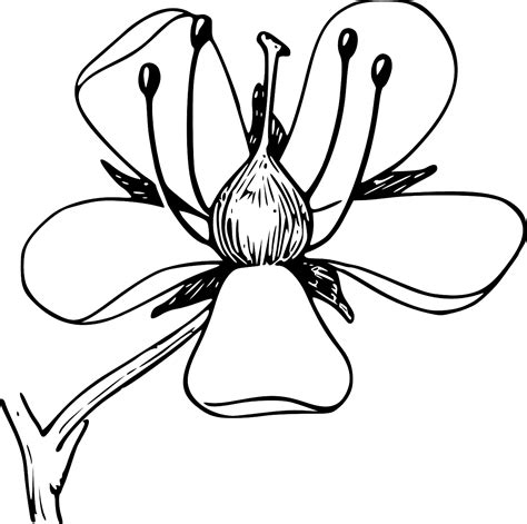 printable flower coloring pages  pics   draw   minute
