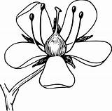 4vector Wildflowers Clker sketch template