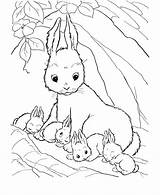 Coloring Bunny Pages Printable Kids sketch template