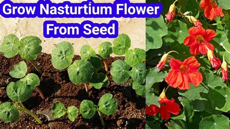 grow nasturtium flower plant  seed winter flower