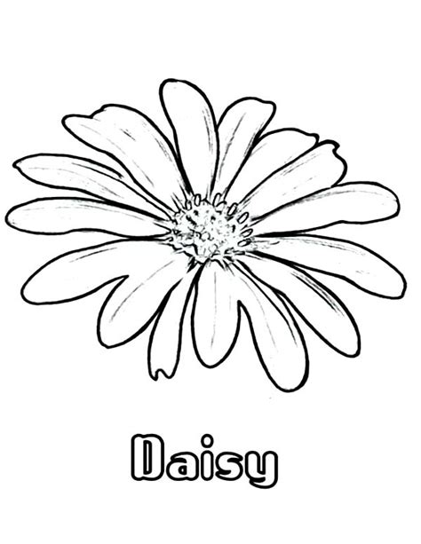 daisy flower coloring page  kids  print  coloring