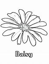 Daisy Daisies Bestcoloringpagesforkids Colornimbus sketch template