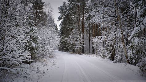 snowy forest path  winter hd wallpaper