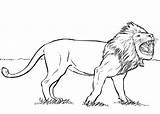 Lion Coloring Pages Jungle King Wild Animal sketch template