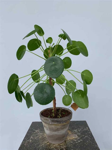 pannenkoekenplant op stam gemakkelijke groene plant urbanbloom