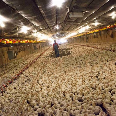 fatal factory farms  unsustainable america