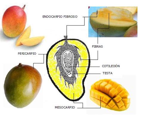 liofrut mango conoce sus propiedades